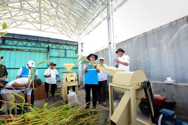 Peluang Ekonomi Baru, Tanam Sorgum Bisa Jadi Pangan dan Sumber Biomassa untuk Pembangkit Peluang Ekonomi Baru, Tanam Sorgum Bisa Jadi Pangan dan Sumber Biomassa untuk Pembangkit
