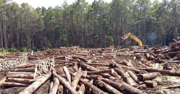 Bareskrim Temukan Ada Illegal Logging di Hulu Sungai Tamiang Aceh Bareskrim Temukan Ada Illegal Logging di Hulu Sungai Tamiang Aceh
