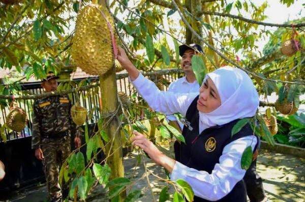 Khofifah Diserang Netizen, Dwi Astutiek Sebut Ada Barisan Sakit Hati Khofifah Diserang Netizen, Dwi Astutiek Sebut Ada Barisan Sakit Hati