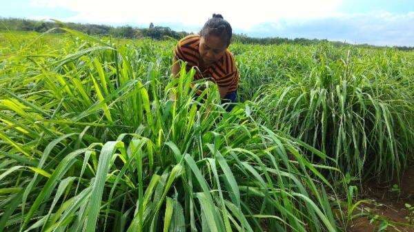 Ubah Lahan Kritis Jadi Sumber Ekonomi, Pertamina Bantu 2.000 Warga Desa Lewat UMKM DDistillers Ubah Lahan Kritis Jadi Sumber Ekonomi, Pertamina Bantu 2.000 Warga Desa Lewat UMKM DDistillers