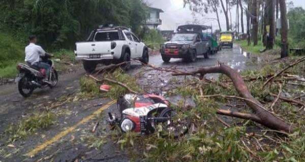 Seorang Pengendara Motor di Ruteng Yang Tertimpa Pohon Tumbang, Alami Luka Serius Seorang Pengendara Motor di Ruteng Yang Tertimpa Pohon Tumbang, Alami Luka Serius