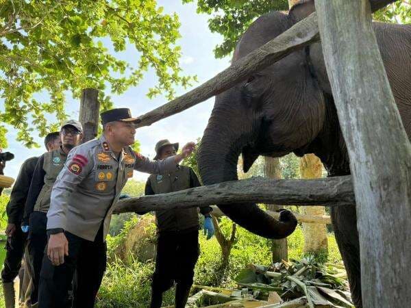Jadi Simbol Harapan Konservasi, Kapolda Riau Namai Anak Gajah Tesso Nilo “Nona Seroja” Jadi Simbol Harapan Konservasi, Kapolda Riau Namai Anak Gajah Tesso Nilo “Nona Seroja”