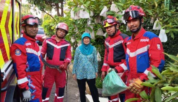 Teror Biawak Masuk Parit Rumah Warga di Makassar, Damkarmat Turun Tangan Teror Biawak Masuk Parit Rumah Warga di Makassar, Damkarmat Turun Tangan