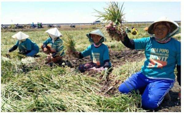 Banjir Rendam Puluhan Hektare Bawang di Brebes, Petani Terpaksa Panen Dini Banjir Rendam Puluhan Hektare Bawang di Brebes, Petani Terpaksa Panen Dini