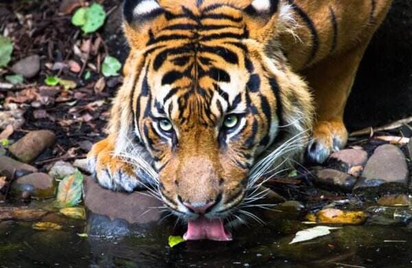 4 Ciri Khas Harimau Sumatera yang Membedakannya dari Jenis Harimau Lain