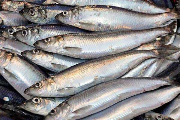 4 Ikan Laut yang Boleh Dimakan Penderita Asam Urat dan Cara Aman Mengonsumsinya 4 Ikan Laut yang Boleh Dimakan Penderita Asam Urat dan Cara Aman Mengonsumsinya