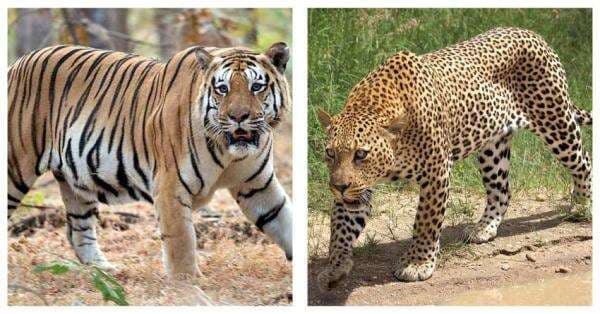 4 Perbedaan Mencolok Harimau dan Macan: Jangan Salah Kaprah! 4 Perbedaan Mencolok Harimau dan Macan: Jangan Salah Kaprah!