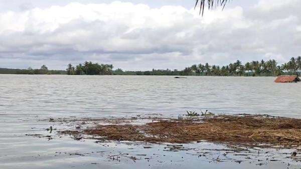 Ratusan Hektare Sawah di Pangandaran Gagal Panen akibat Terendam Banjir Ratusan Hektare Sawah di Pangandaran Gagal Panen akibat Terendam Banjir