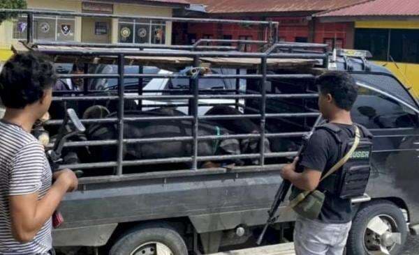 Polres Sumba Barat Berhasil Gagalkan Penjualan Ternak Babi Terinfeksi Virus ASF Polres Sumba Barat Berhasil Gagalkan Penjualan Ternak Babi Terinfeksi Virus ASF