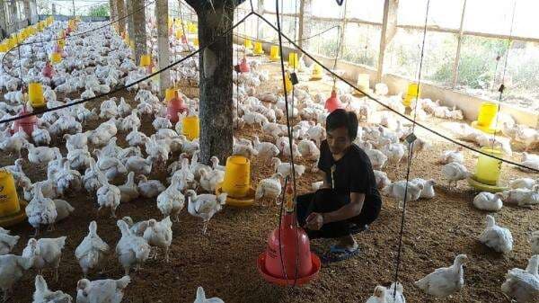 Kementan Tetapkan Harga Ayam Hidup Sebesar Rp18.000 per Kg, Berlaku Nasional Mulai 19 Juni 2025 Kementan Tetapkan Harga Ayam Hidup Sebesar Rp18.000 per Kg, Berlaku Nasional Mulai 19 Juni 2025