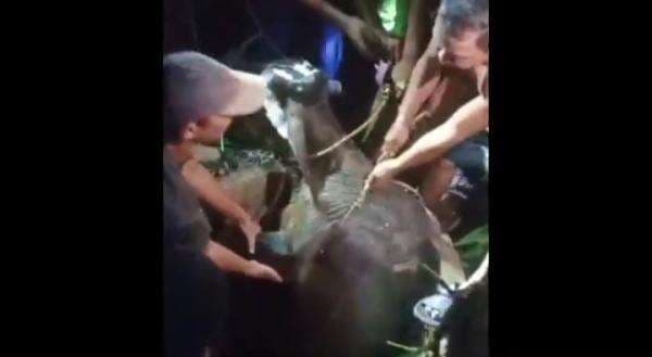 Drama Penyelamatan Hewan: Petugas Damkar Evakuasi Sapi dari Sumur di Lubuk Alung Drama Penyelamatan Hewan: Petugas Damkar Evakuasi Sapi dari Sumur di Lubuk Alung