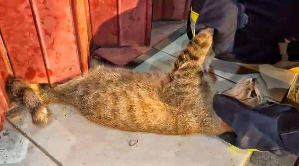 Damkar Dishut Kalteng Berhasil Selamatkan Kucing Terjepit di Rolling Door Toko Sembako Damkar Dishut Kalteng Berhasil Selamatkan Kucing Terjepit di Rolling Door Toko Sembako