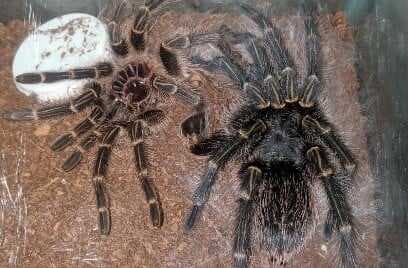 Kegemaran Memelihara Tarantula: Laba-Laba Besar yang Menyeramkan dan Eksotik Kegemaran Memelihara Tarantula: Laba-Laba Besar yang Menyeramkan dan Eksotik