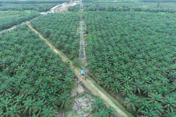 Pasok Listrik ke Pedalaman, PLN UIP KLT Percepat Proyek SUTT 150 kV Talisayan Maloy Pasok Listrik ke Pedalaman, PLN UIP KLT Percepat Proyek SUTT 150 kV Talisayan Maloy