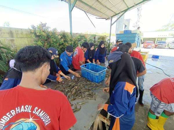 SMK Perikanan dan Kelautan Puger Panen Udang Lebih dari 800 Juta SMK Perikanan dan Kelautan Puger Panen Udang Lebih dari 800 Juta