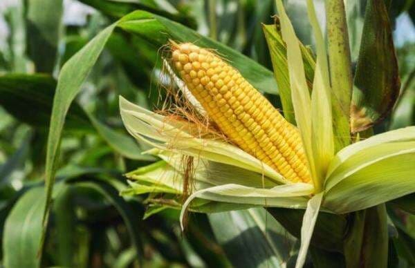 RI Umumkan Swasembada Beras dan Jagung pada Akhir 2025 RI Umumkan Swasembada Beras dan Jagung pada Akhir 2025