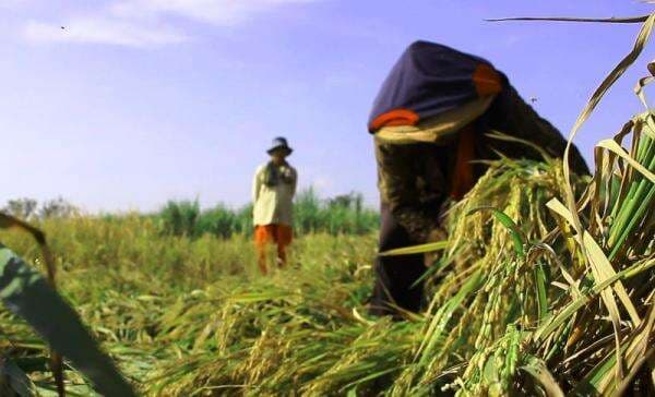 Nilai Tukar Petani Turun 1,40 persen per Januari 2026 Nilai Tukar Petani Turun 1,40 persen per Januari 2026