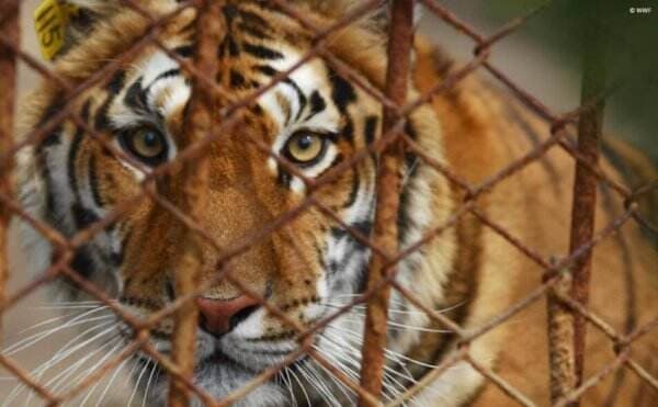 5 Bahaya Harimau Sebagai Hewan Peliharaan: Masalah Legalitas hingga Rentan Penyakit