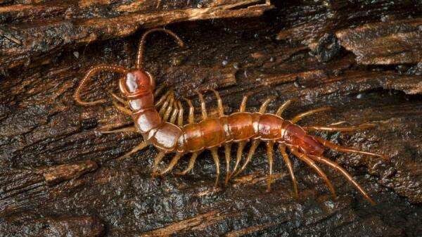 5 Fakta Kelabang, Hewan Menakutkan yang Sering Masuk Rumah saat Musim Hujan 5 Fakta Kelabang, Hewan Menakutkan yang Sering Masuk Rumah saat Musim Hujan