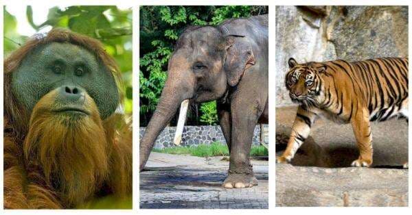 5 Hewan Liar di Sumatera yang Keberadaannya Terancam Punah 5 Hewan Liar di Sumatera yang Keberadaannya Terancam Punah