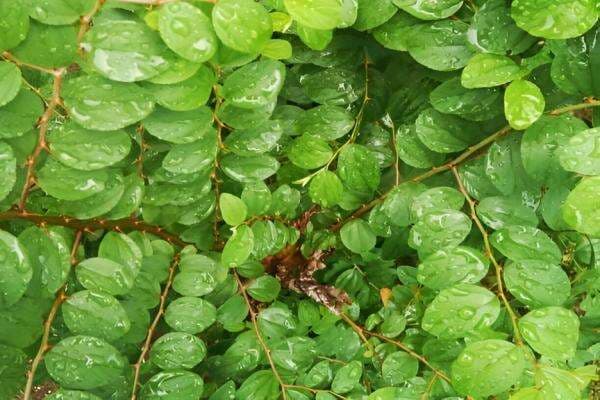 5 Khasiat Daun Bidara untuk Wanita, Bisa Dipakai Ruqyah 5 Khasiat Daun Bidara untuk Wanita, Bisa Dipakai Ruqyah