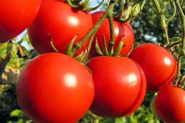 5 Manfaat Tomat untuk Menjaga Daya Tahan Tubuh di Musim Tak Menentu 5 Manfaat Tomat untuk Menjaga Daya Tahan Tubuh di Musim Tak Menentu