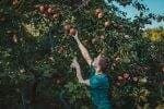 5 Tempat Wisata Petik Buah di Malang, dari Apel hingga Jeruk 5 Tempat Wisata Petik Buah di Malang, dari Apel hingga Jeruk