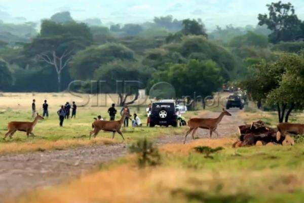 5 Tempat Wisata Terpopuler di Banyuwangi, Nomor 1 Dijuluki Afrika-nya Jawa! 5 Tempat Wisata Terpopuler di Banyuwangi, Nomor 1 Dijuluki Afrika-nya Jawa!