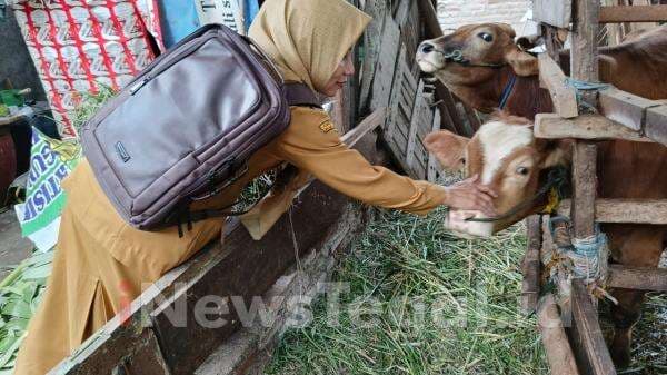 Antisipasi Penyakit Mulut dan Kuku Hewan DKPPP Kota Tegal Lakukan Pemantauan Rutin Antisipasi Penyakit Mulut dan Kuku Hewan DKPPP Kota Tegal Lakukan Pemantauan Rutin