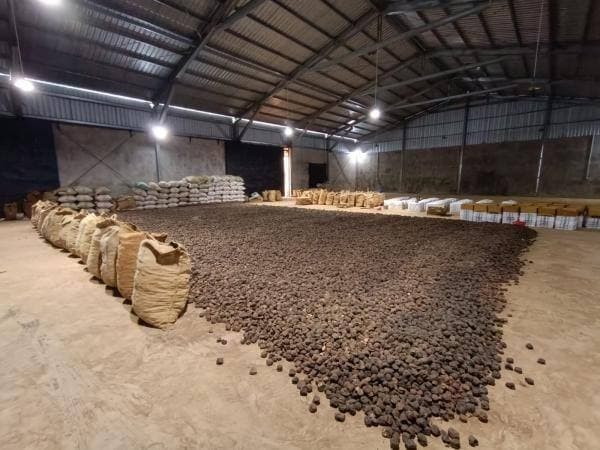 Mendag Busan Dorong Hilirisasi Komoditas Gambir Mendag Busan Dorong Hilirisasi Komoditas Gambir
