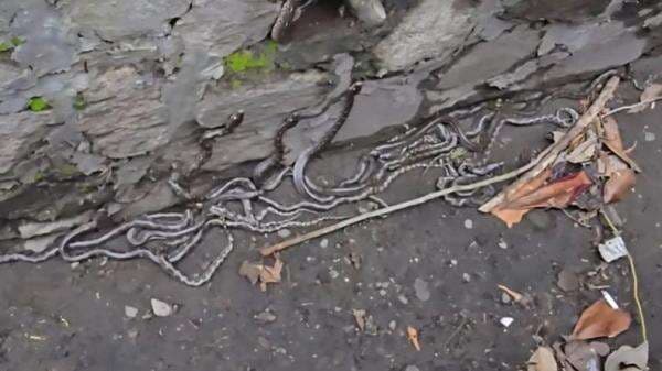 Sukabumi Geger! Puluhan Anak Ular Ditemukan di Saluran Air Sukabumi Geger! Puluhan Anak Ular Ditemukan di Saluran Air