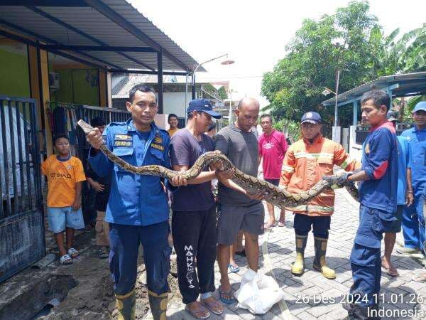 Kemunculan Ular Piton Gegerkan Warga Desa Kembangan, Kebomas Kemunculan Ular Piton Gegerkan Warga Desa Kembangan, Kebomas