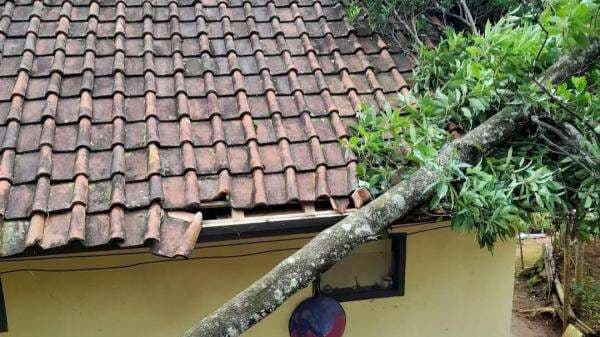 Pohon Tumbang Imbas Angin Kencang di Cihurip Timpa Rumah dan Bangunan Posyandu Pohon Tumbang Imbas Angin Kencang di Cihurip Timpa Rumah dan Bangunan Posyandu