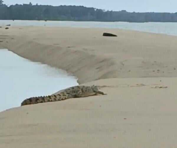 Kemunculan Buaya di Bangka Barat Bikin Nelayan Takut Melaut Kemunculan Buaya di Bangka Barat Bikin Nelayan Takut Melaut
