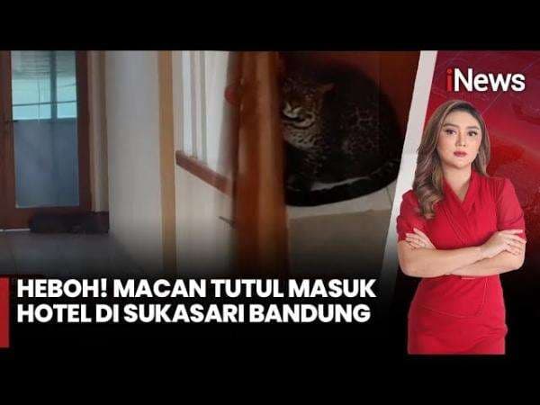Detik-Detik Evakuasi Macan Tutul yang Masuk ke Hotel di Sukasari Bandung Detik-Detik Evakuasi Macan Tutul yang Masuk ke Hotel di Sukasari Bandung