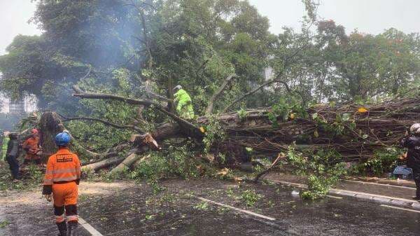 5 Pohon Tumbang di Jakbar hingga Kepulauan Seribu Usai Hujan Disertai Angin Kencang 5 Pohon Tumbang di Jakbar hingga Kepulauan Seribu Usai Hujan Disertai Angin Kencang