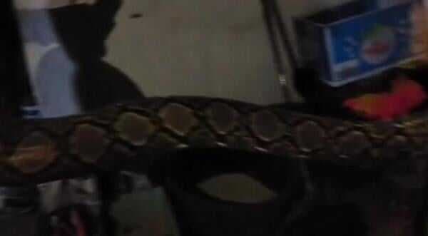 Sembunyi Dalam Gudang, Ular Sanca 3 Meter Berhasil Dievakuasi Sembunyi Dalam Gudang, Ular Sanca 3 Meter Berhasil Dievakuasi