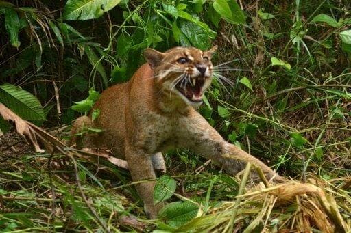 6 Jenis Kucing Hutan Indonesia yang Indentik dengan Harimau