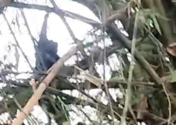 Detik-detik Monyet Liar Serang 2 Bocah di Jombang Ditangkap, Ditembak saat Bergelantung di Bambu Detik-detik Monyet Liar Serang 2 Bocah di Jombang Ditangkap, Ditembak saat Bergelantung di Bambu