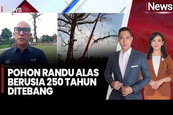 Dramatis! Momen Pohon Randu Alas Berusia 250 Tahun di Magelang Ditebang Dramatis! Momen Pohon Randu Alas Berusia 250 Tahun di Magelang Ditebang
