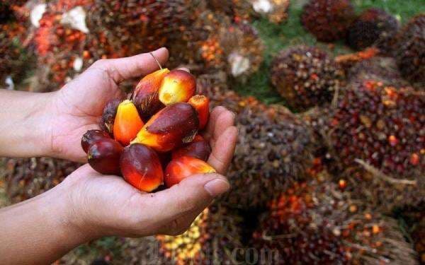 Tahap Lanjutan B40, Pemerintah Siapkan Penggunaan Bioavtur Berbasis Sawit Tahap Lanjutan B40, Pemerintah Siapkan Penggunaan Bioavtur Berbasis Sawit