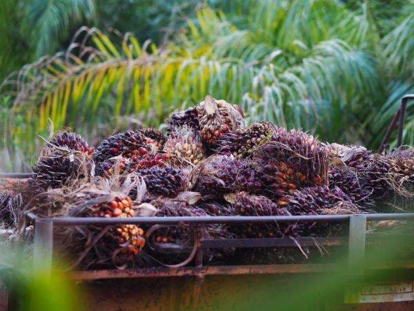 Harga CPO Jatuh Pekan Ini, Sentuh Level Terendah sejak Juli 2025 Harga CPO Jatuh Pekan Ini, Sentuh Level Terendah sejak Juli 2025