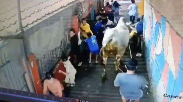 Viral Sapi Kurban Mengamuk di Bandung, Sejumlah Anak Jadi Korban Viral Sapi Kurban Mengamuk di Bandung, Sejumlah Anak Jadi Korban