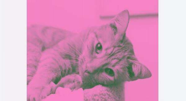 Cara Mudah Bikin Foto Pink Hijau Viral di Link brave-pink-hero-green.lovable.app Cara Mudah Bikin Foto Pink Hijau Viral di Link brave-pink-hero-green.lovable.app