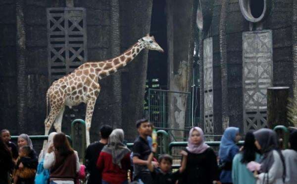 Long Weekend! Taman Margasatwa Ragunan Targetkan 70 Ribu Pengunjung Long Weekend! Taman Margasatwa Ragunan Targetkan 70 Ribu Pengunjung