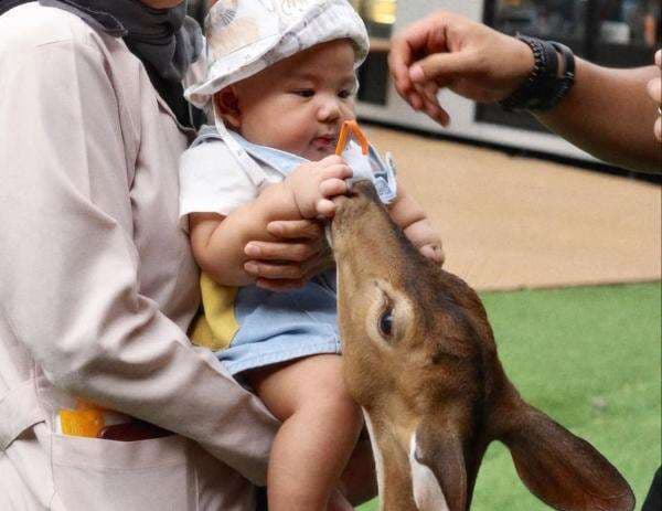 Gemasnya Baby Arash Main ke Mini Zoo, Momen Belajar Motorik Gemasnya Baby Arash Main ke Mini Zoo, Momen Belajar Motorik