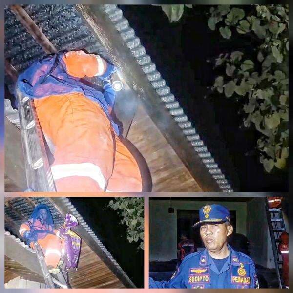 Damkar Evakuasi Sarang Tawon Vespa yang telah menyengat Pasangan Suami Istri Pemilik Rumah Damkar Evakuasi Sarang Tawon Vespa yang telah menyengat Pasangan Suami Istri Pemilik Rumah