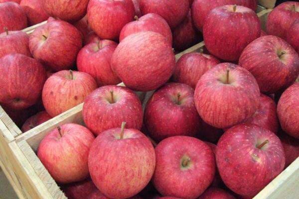 7 Apel Paling Enak di Dunia, Rasanya Manis dan Tekstur Renyah 7 Apel Paling Enak di Dunia, Rasanya Manis dan Tekstur Renyah