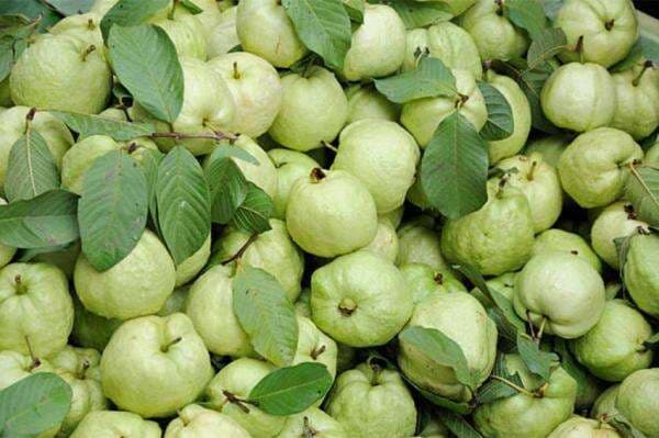 7 Buah Tinggi Protein yang Baik Dikonsumsi, Apa Saja? 7 Buah Tinggi Protein yang Baik Dikonsumsi, Apa Saja?