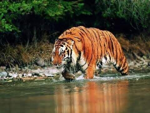7 Fakta Harimau Jawa, Hewan Buas yang Sudah Puluhan Tahun Dinyatakan Punah